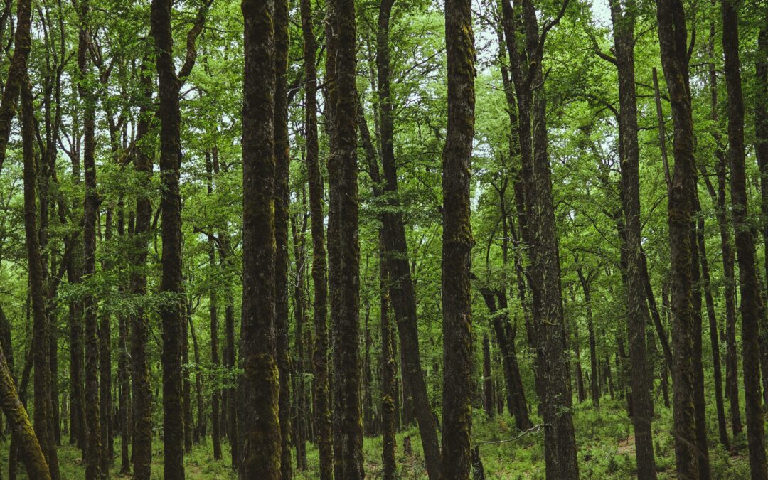 Omega + The Argentine Association of Environmental Lawyers: Innovation & creativity in action
